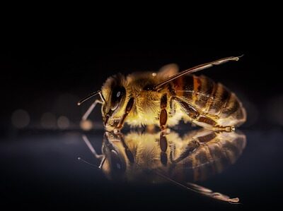 Impatto dell’elettrosmog sulla nutrizione delle api e le implicazioni per la salute delle colonie